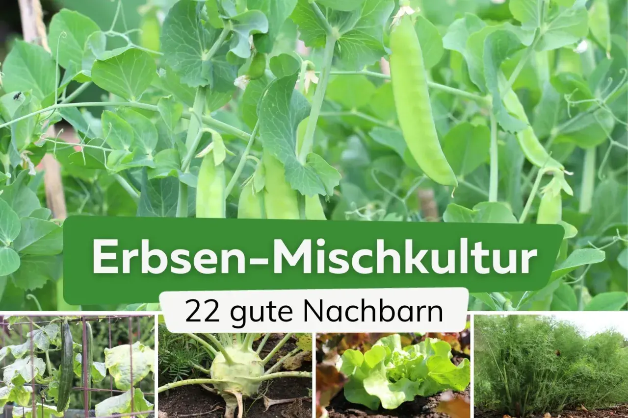 Erbsen-Mischkultur: Gurken, Kohlrabi, Salat und Fenchel sind nur einige der 22 guten Nachbarn für Erbsen im Garten.