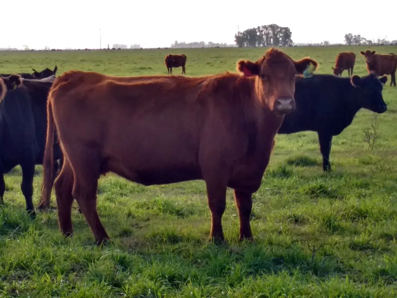 Vacas de campo, algunas marrones y otras negras, pastan tranquilamente. Parece un sueño con vacas en un prado verde.