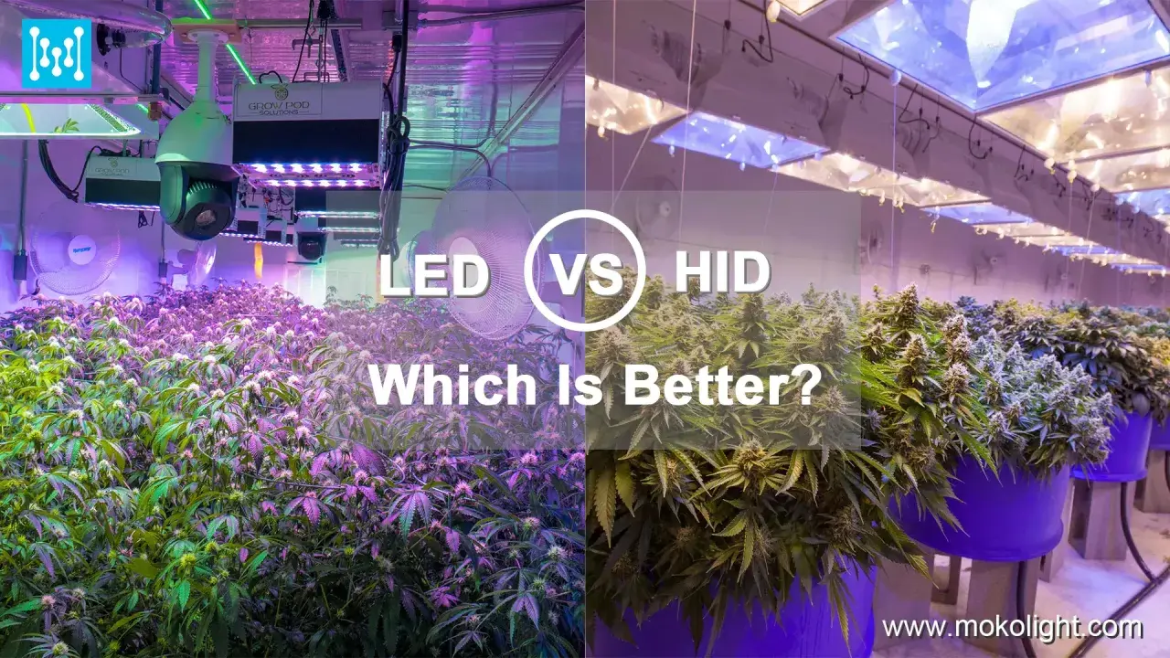 Comparación de cultivo: LED vs. HID. ¿Qué es mejor para tus plantas?