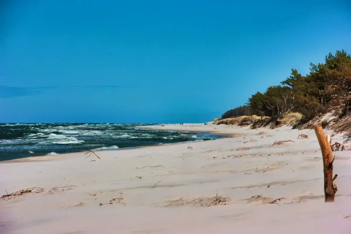 Plaża z piaszczystymi wydmami i lasem sosnowym, idealne miejsce na camping w Trójmieście.