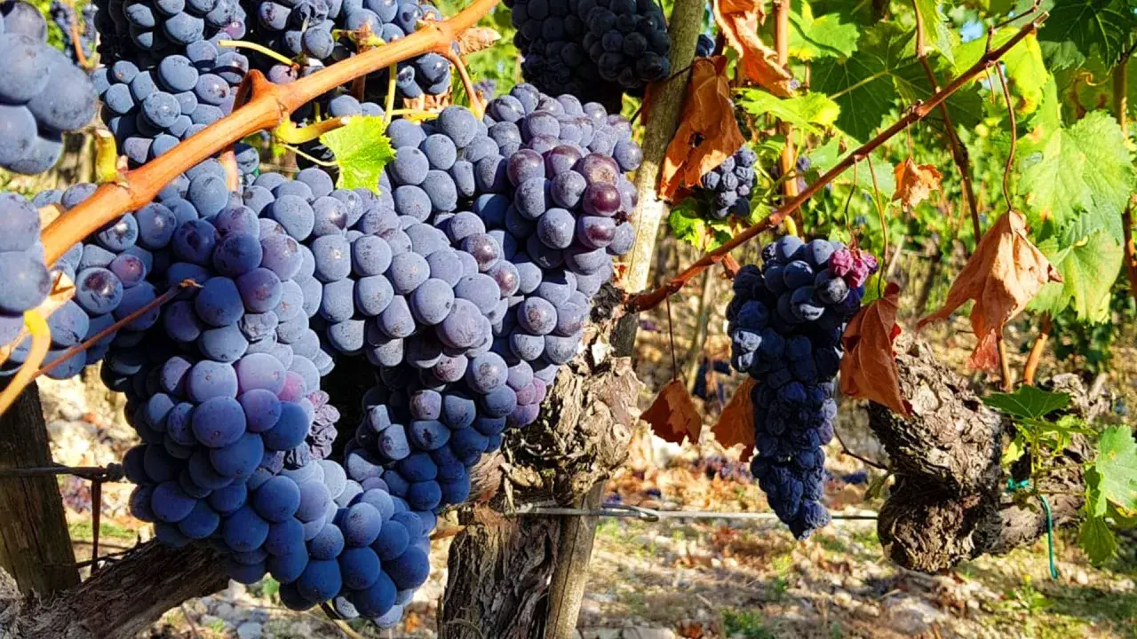 Dojrzałe kiście winogron Sangiovese, idealne na pyszne **chianti wine**, wiszą na winorośli w słoneczny dzień.