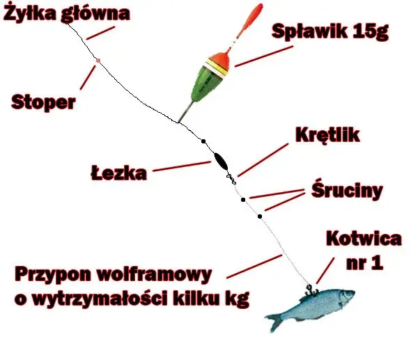 Jak założyć żywca na haczyk? Skuteczne metody i przepisy PZW