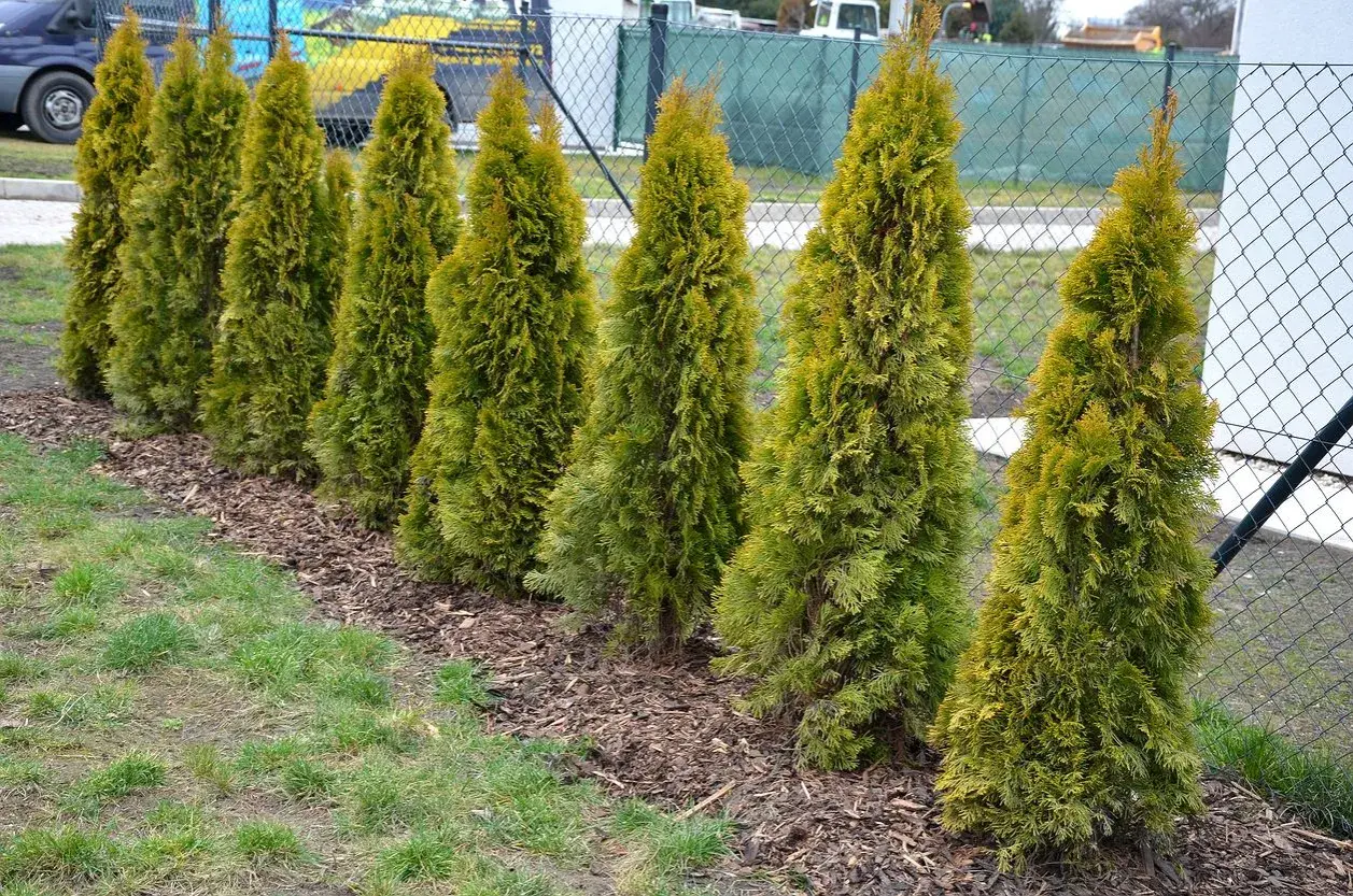 Rząd młodych, zielonych tui rosnących wzdłuż ogrodzenia.