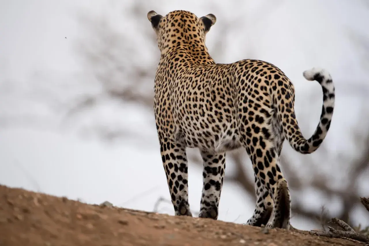 Piękny leopard zwierzę stoi na wzgórzu, obserwując otoczenie. Jego cętkowane futro doskonale wtapia się w krajobraz.