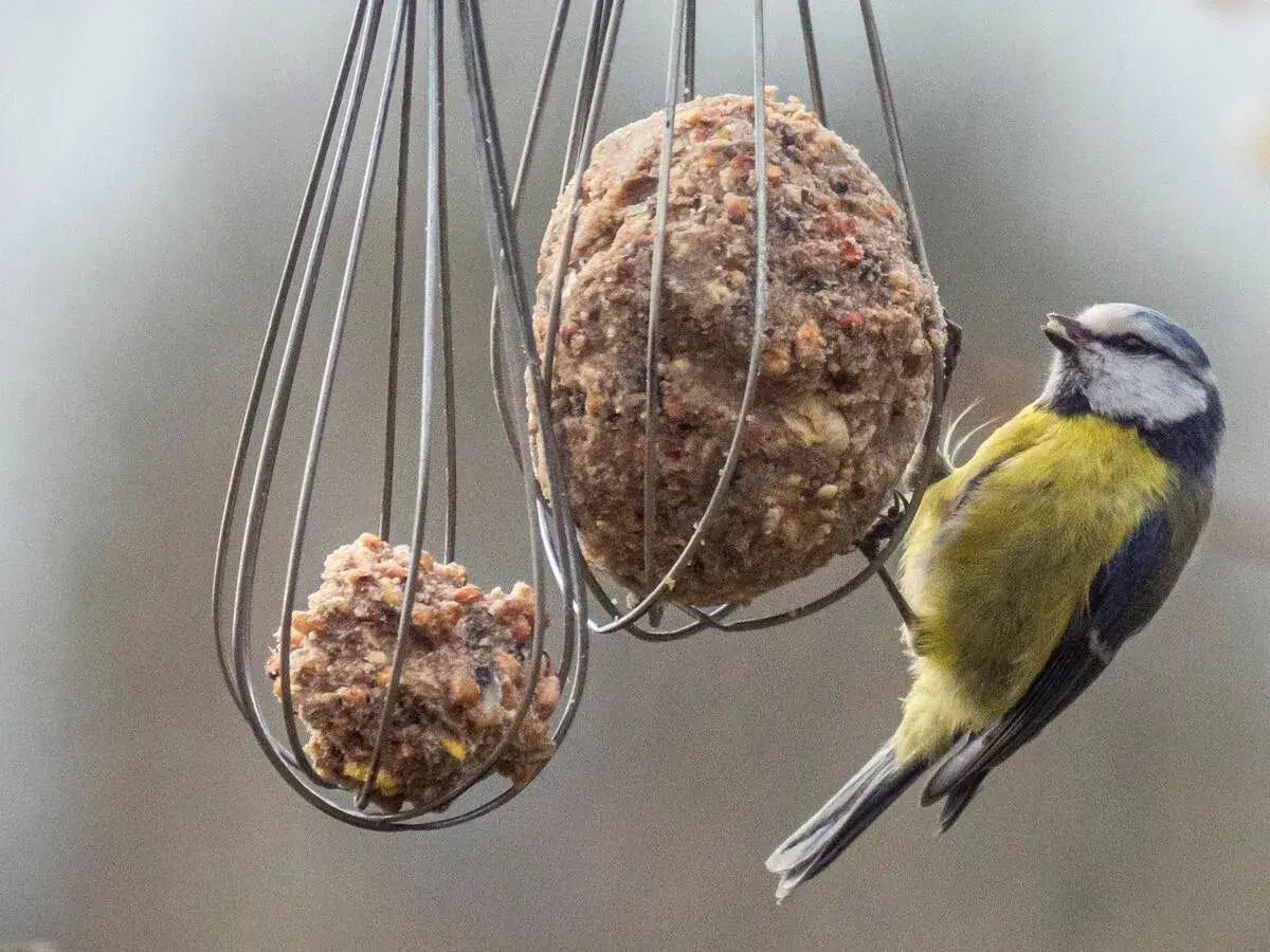 Ein Blaumeise pickt an einem Fettball, welches vogelfutter im winter.
