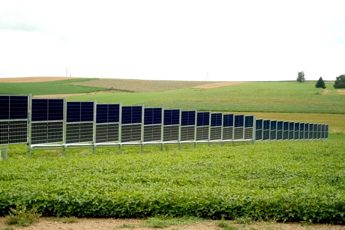Reihe von Agri-PV-Modulen auf einer grünen Weide, die sich über sanfte Hügel erstreckt.