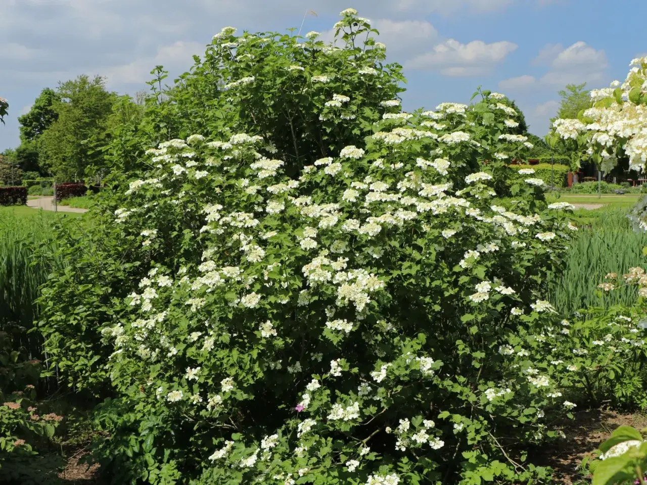 Ein üppiger gemeiner Schneeball hecke blüht im Garten mit vielen weißen Blütenbällen.