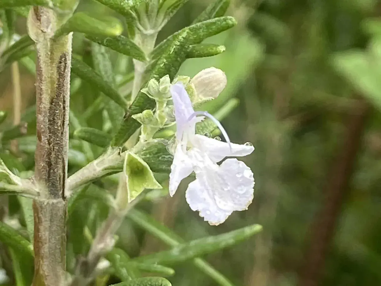 Une délicate fleur de romarin, ornée de perles de rosée, s'épanouit sur une tige verte.