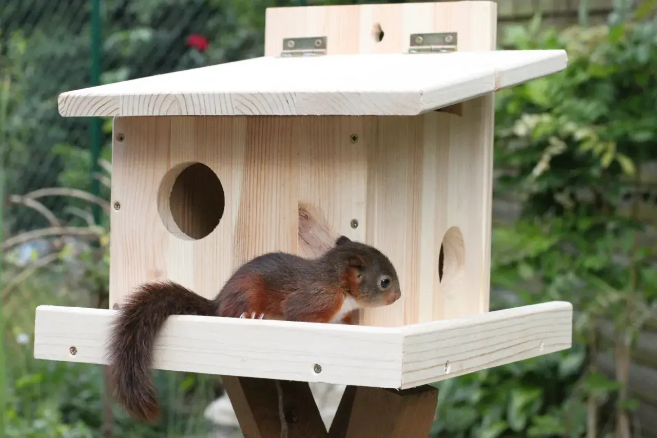 Ein junges Eichhörnchen, ein niedliches Kobel-Tier, sitzt auf dem Brett eines hölzernen Nistkastens im Garten.