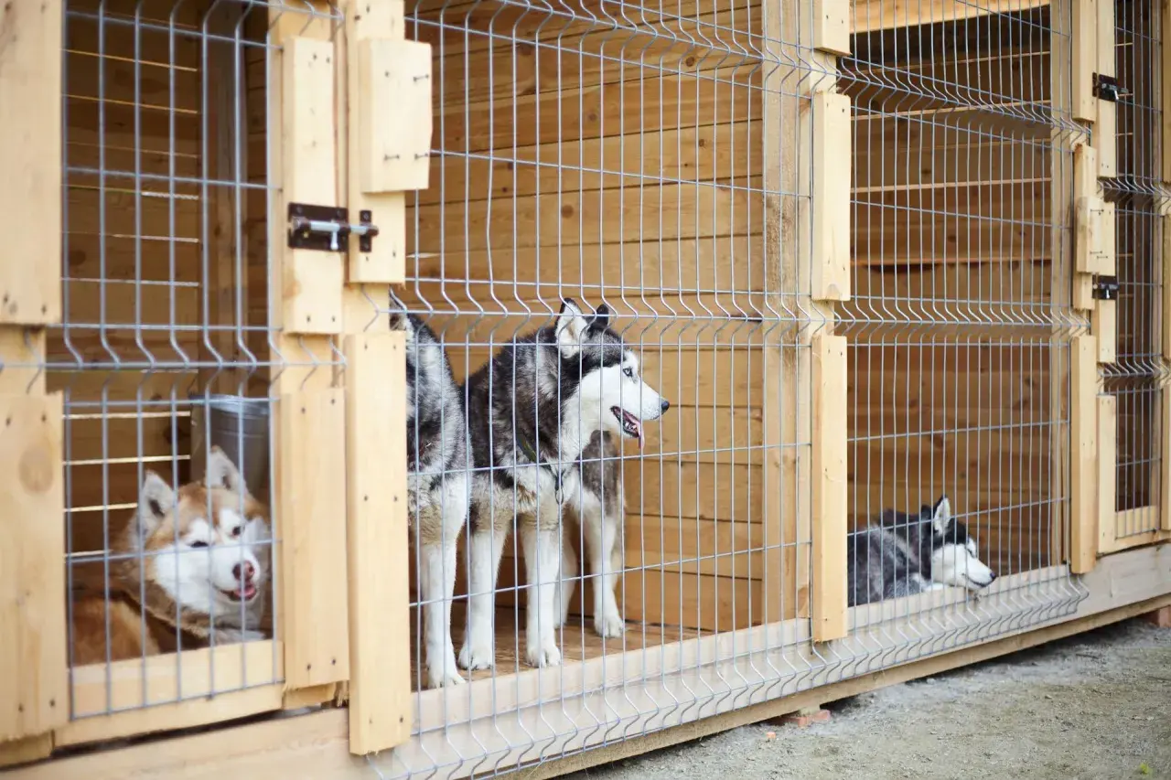 Trzy husky w drewnianych kojcach. Zastanawiasz się, jaki kojec dla psa będzie najlepszy? Te są solidne i przestronne.