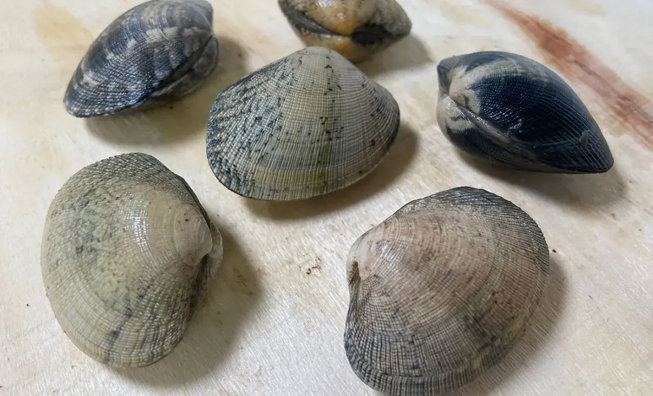 Seis almejas finas gallegas, con sus conchas rayadas y tonos grises y marrones, descansan sobre una superficie de madera clara.