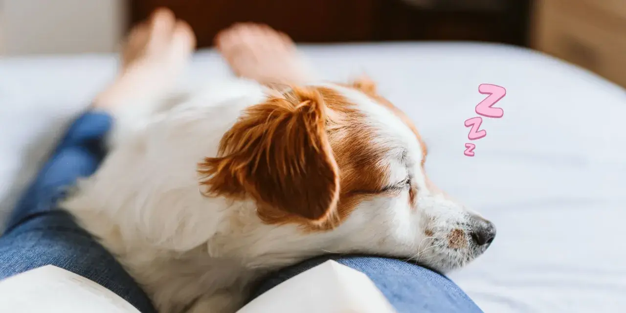 A dog sleeps on a person's lap, a cozy scene that answers why does my dog lay on me: for comfort and love.