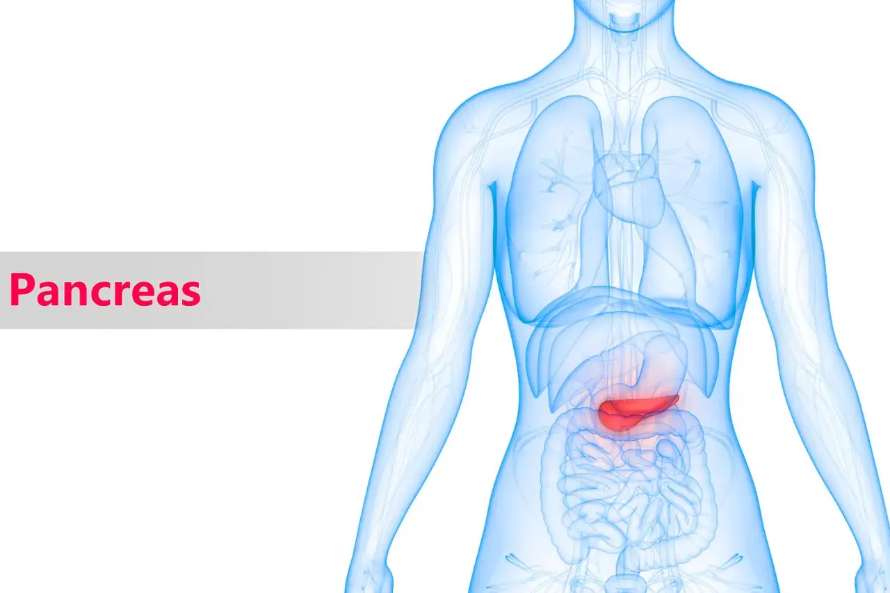 Illustrazione anatomica del pancreas evidenziato in rosso. Informazioni sui pancreatite sintomi.