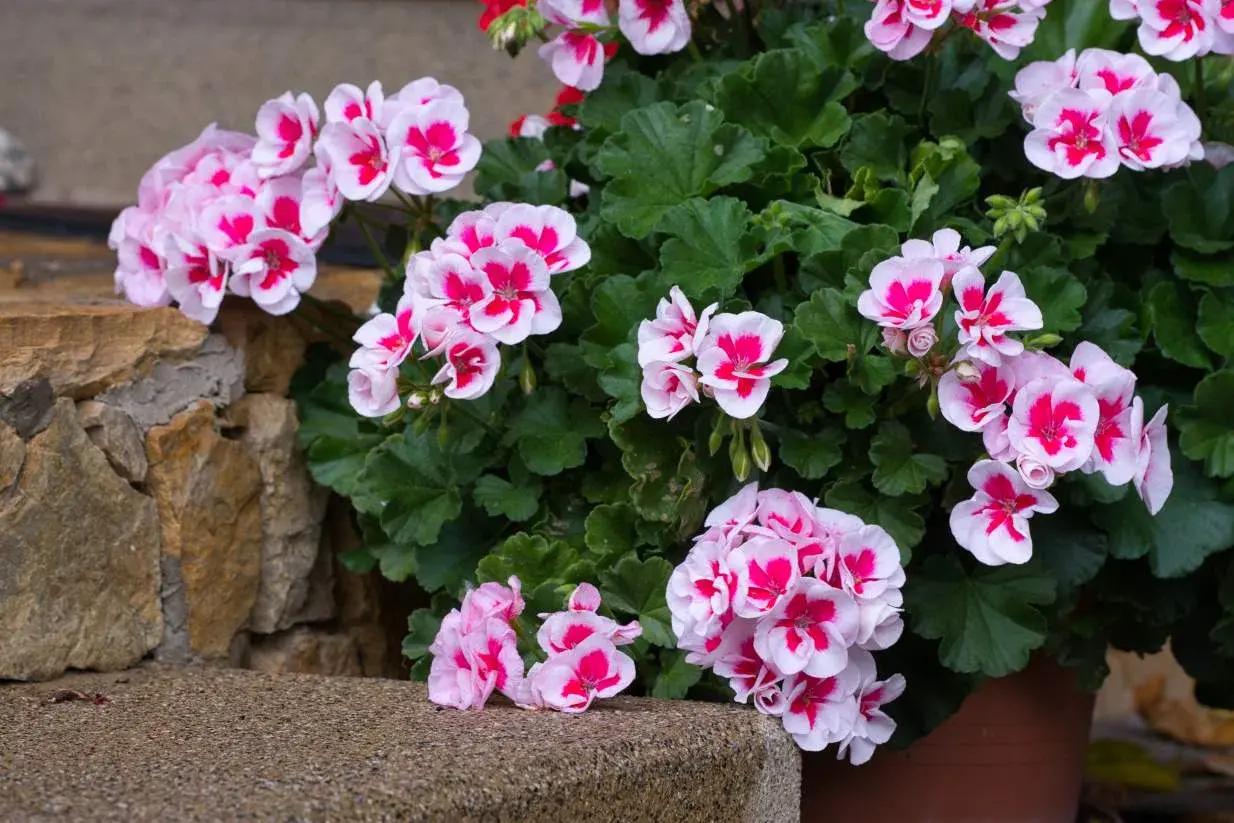 Piękna pelargonia w doniczce, kwitnąca na różowo i biało. Widać, że ma dobrą ziemię, bo jest bujna i pełna kwiatów.
