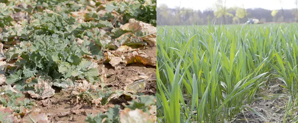 Czy rzepak to zboże? Odkryj zaskakujące różnice botaniczne