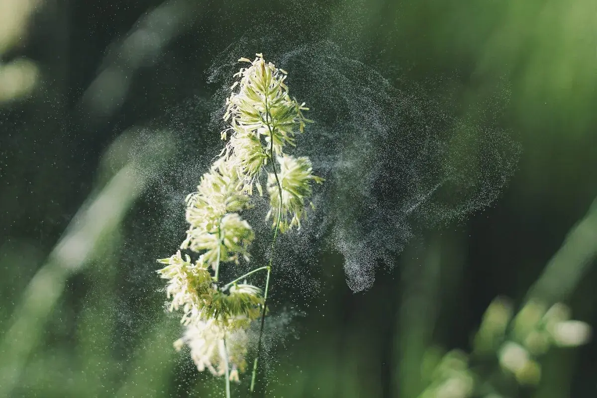 Una espiga de hierba libera partículas finas, indicando altos niveles de polen en el aire.