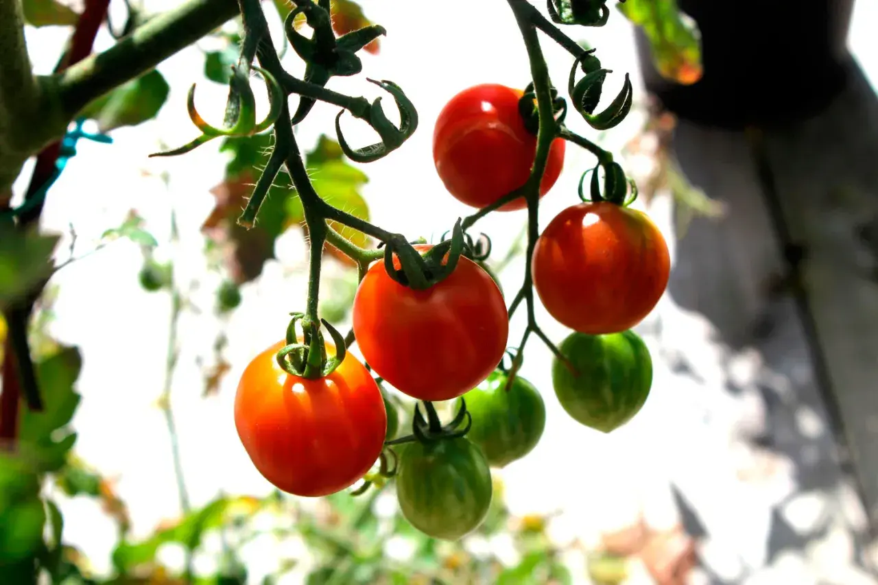 Busktomater i kruka hänger mogna och gröna. Solen lyser på de röda tomaterna som snart är redo att plockas.