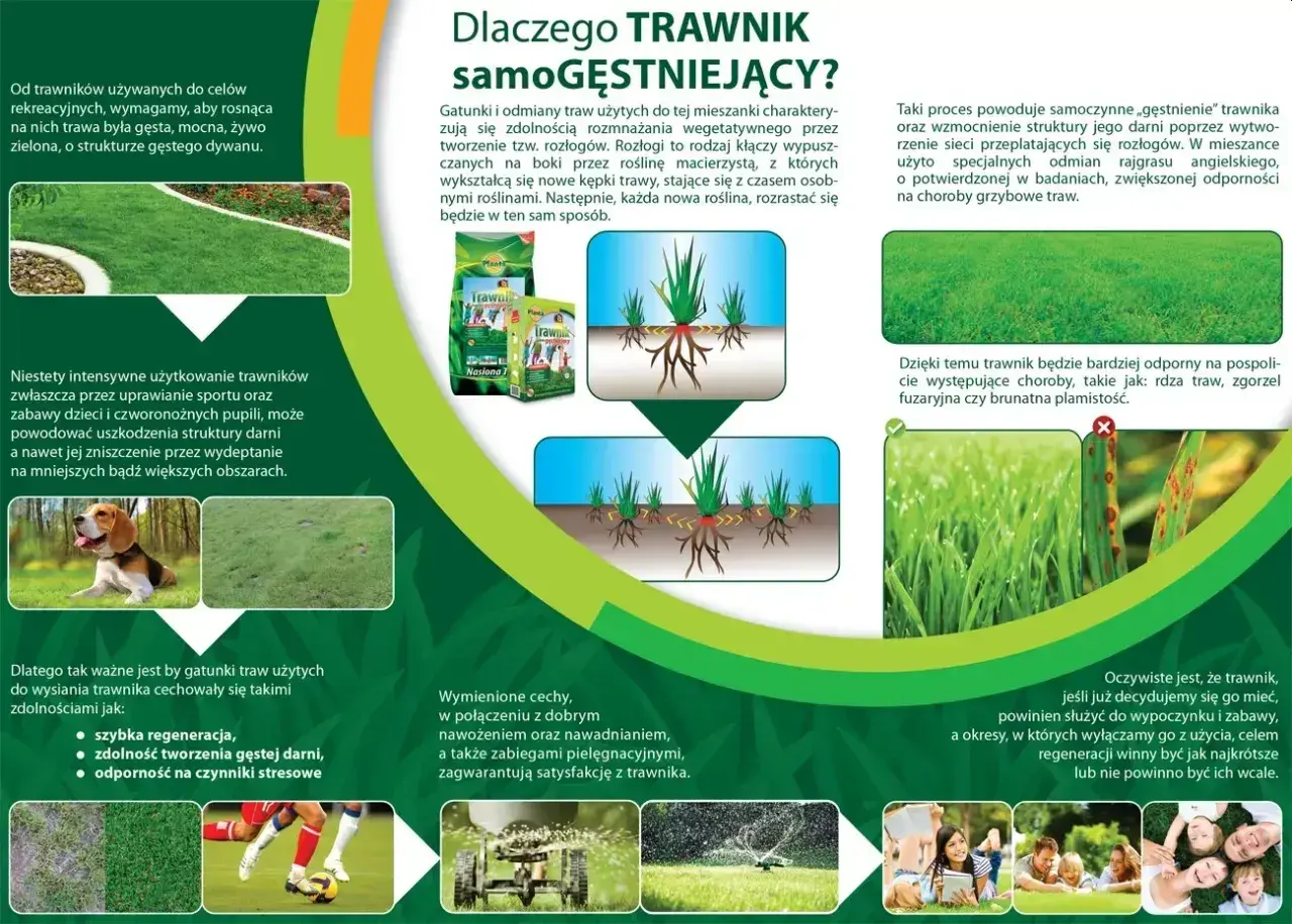 Gęsty, zielony trawnik z widocznymi rozłogami i korzeniami traw.