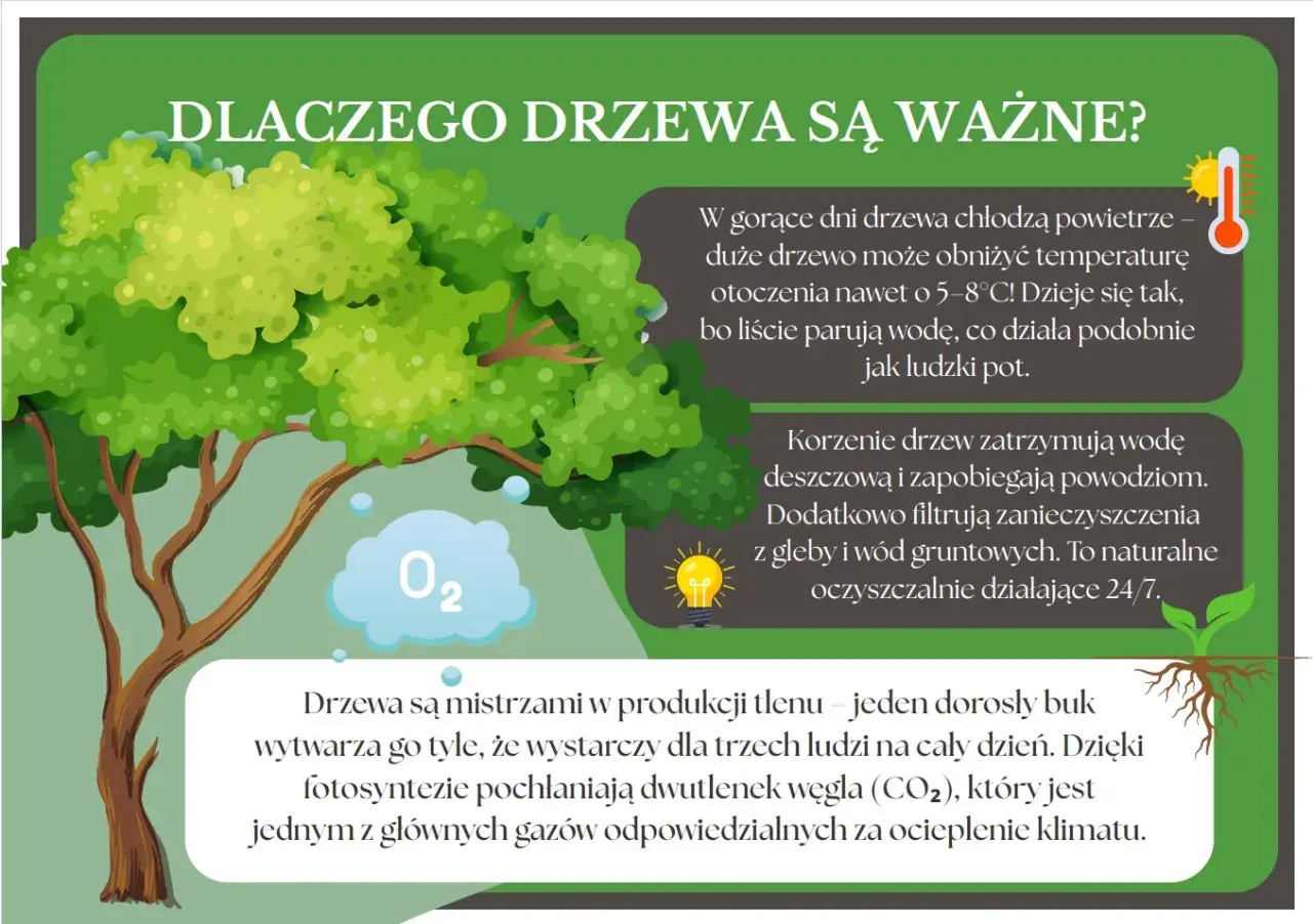 Drzewo ekologiczne, symbol życia i czystego powietrza, ochładza otoczenie, filtruje wodę i pochłania CO2.