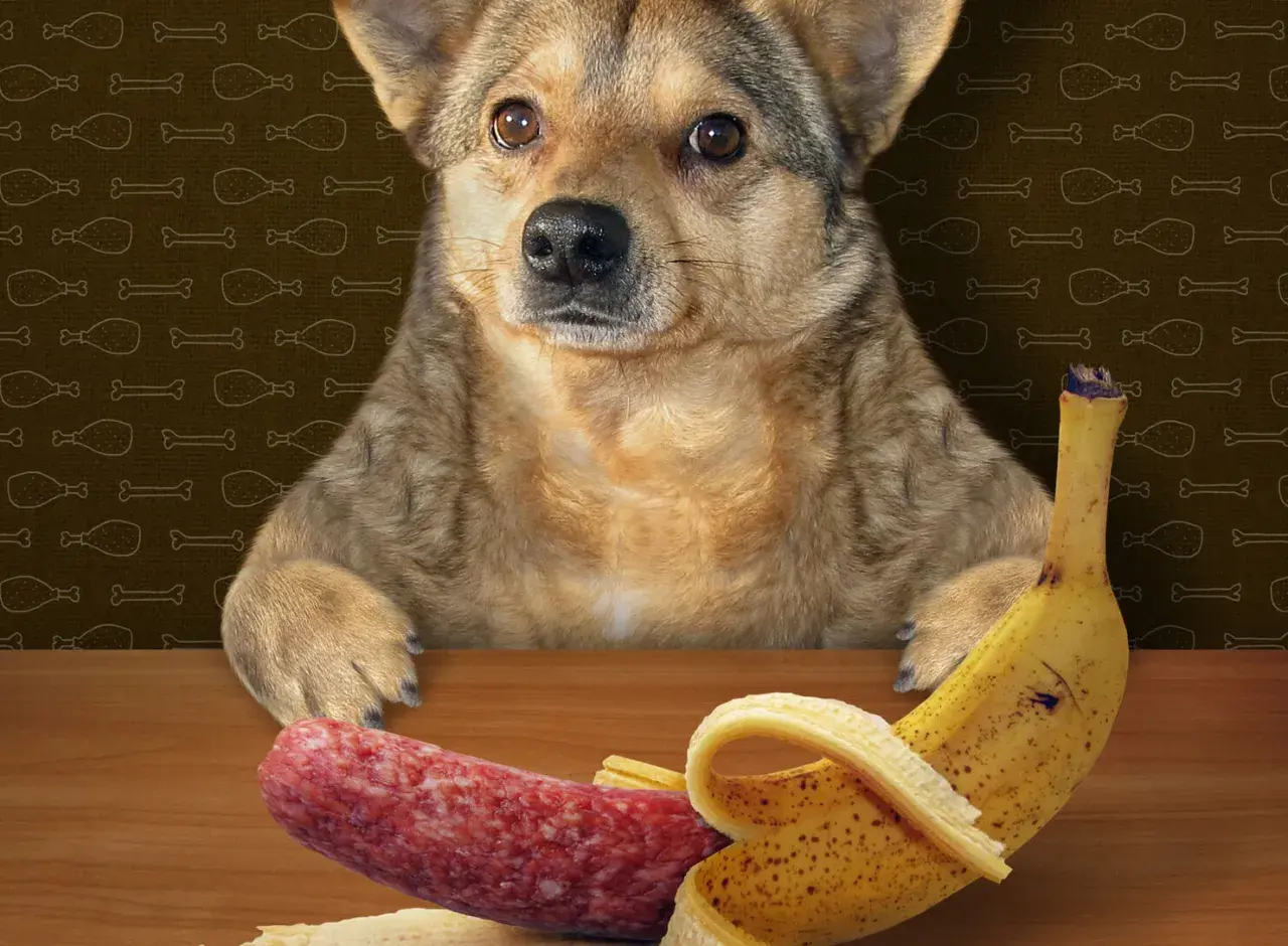 Ein süßer Hund schaut neugierig auf eine Wurst und eine Banane. Er fragt sich wohl, ob er die Banane probieren darf.