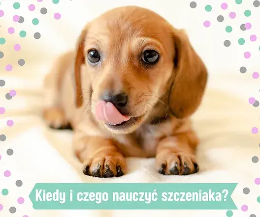 Czego uczyć szczeniaka, aby uniknąć problemów w przyszłości?
