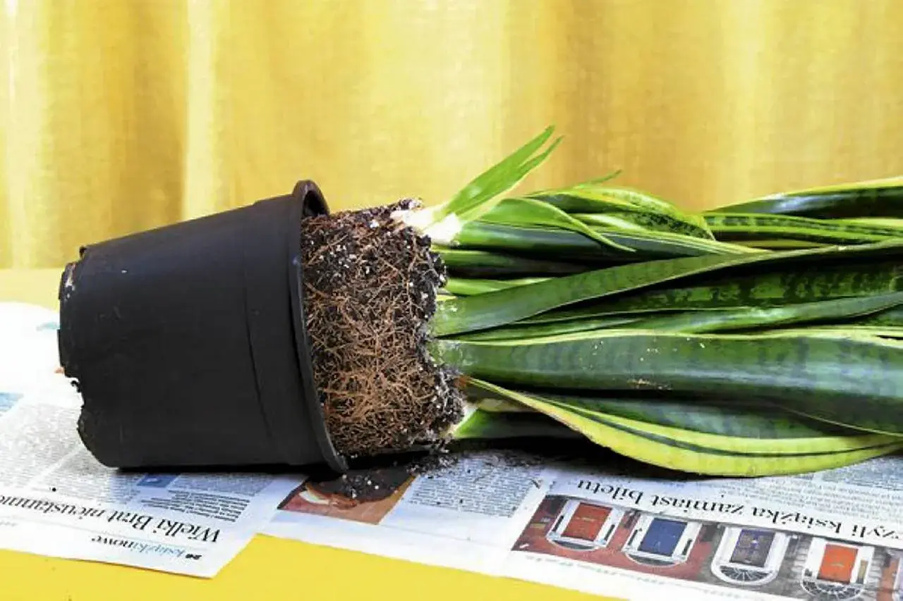 Zbyt duży korzeń w doniczce? Sprawdź, kiedy przesadzać kwiaty doniczkowe kalendarz.