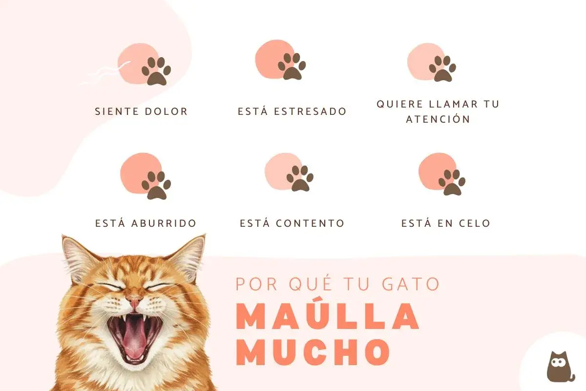 Un gato naranja bosteza, con seis iconos de huellas de pata que explican por qué mi gato maulla mucho por la noche: dolor, estrés, atención, aburrimiento, contento o celo.