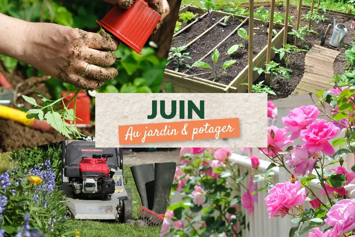 Juin au potager : des mains plantent des tomates, un carré potager est prêt, des roses éclosent.