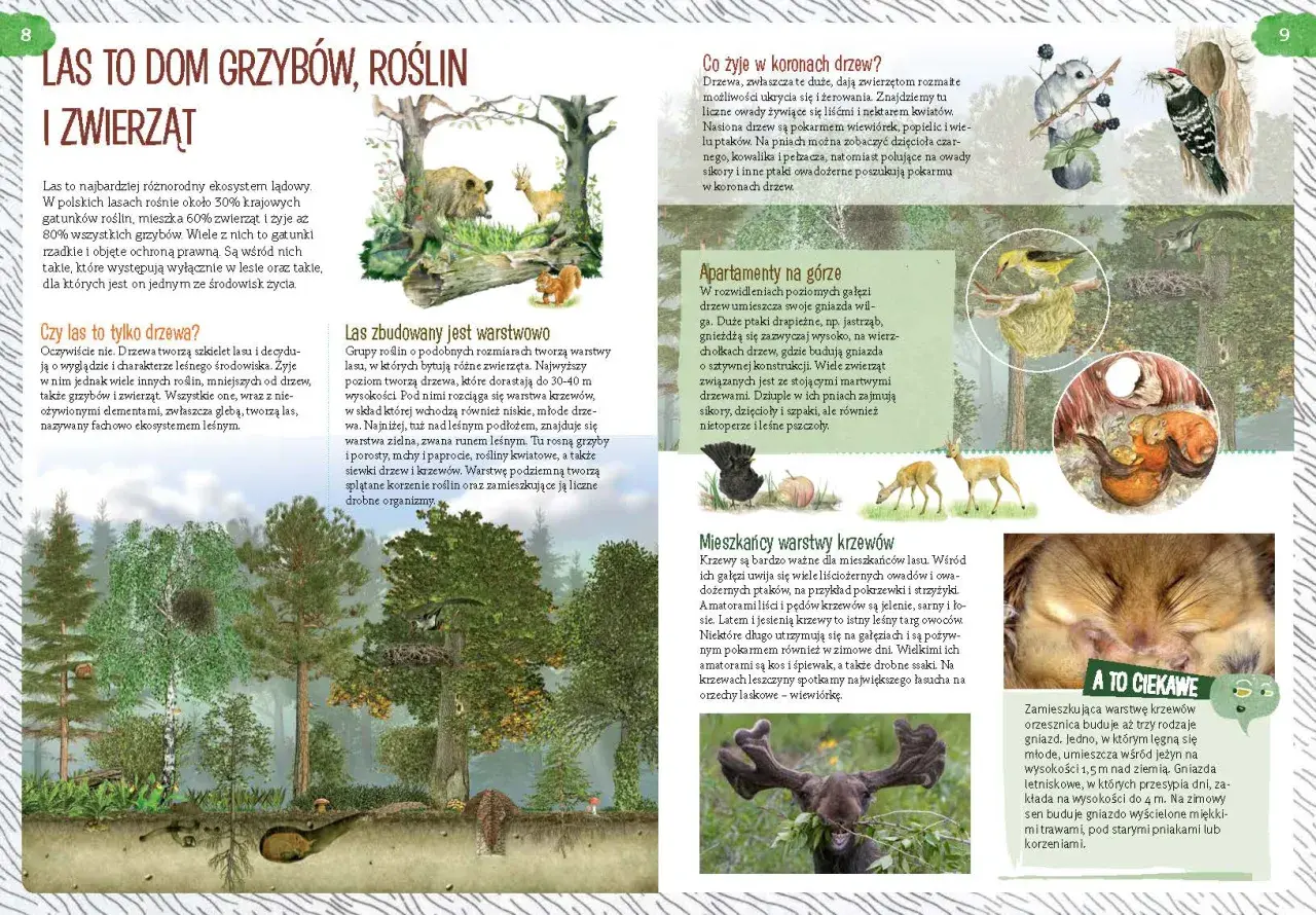 Ilustracja przedstawia las z różnymi zwierzętami i roślinami, w tym dzikiem, sarną, wiewiórką i ptakami.