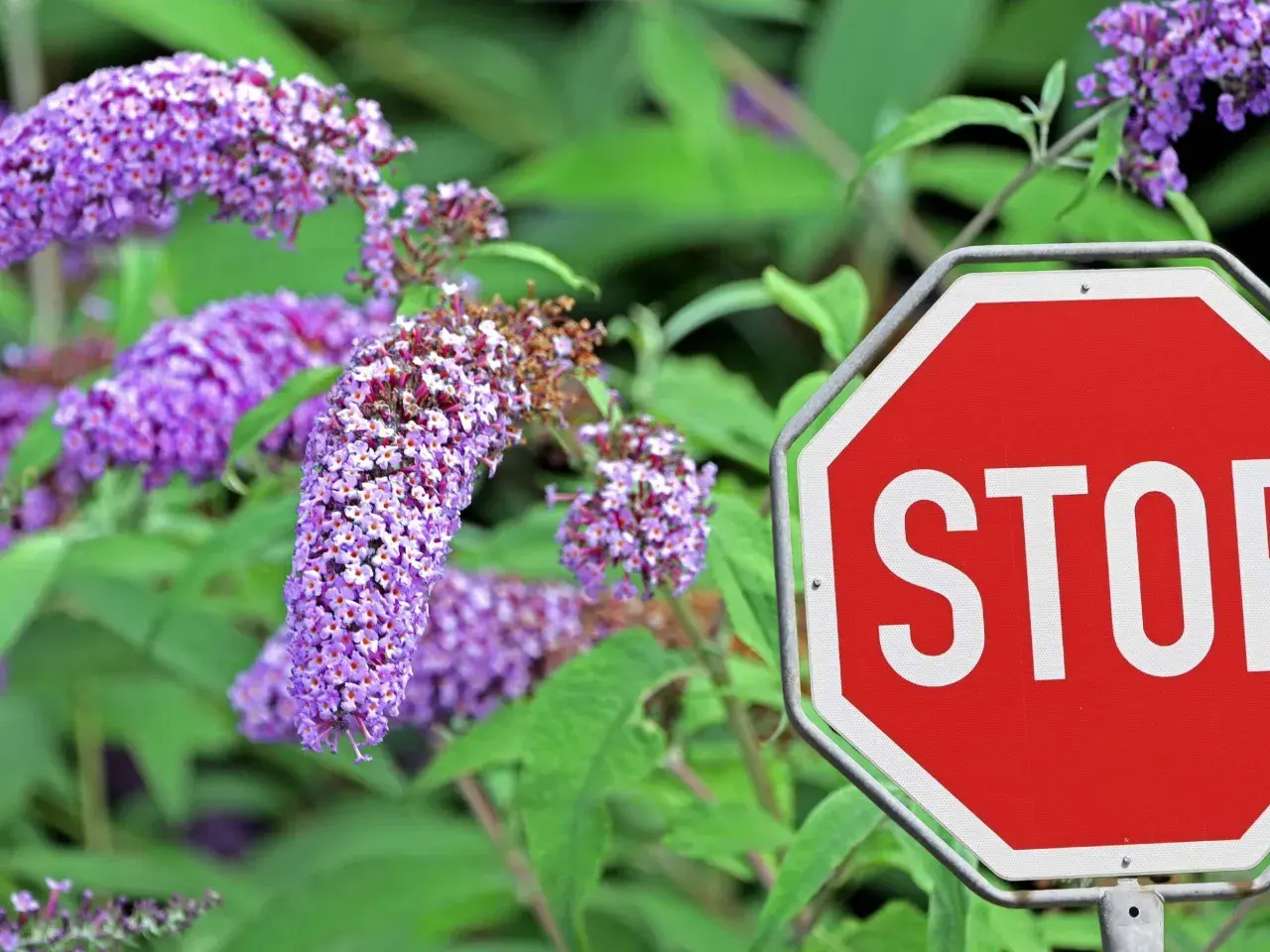Ein rotes Stoppschild steht vor einem blühenden Sommerflieder. Der Sommerflieder ist verboten, aber seine lila Blüten sind trotzdem schön.