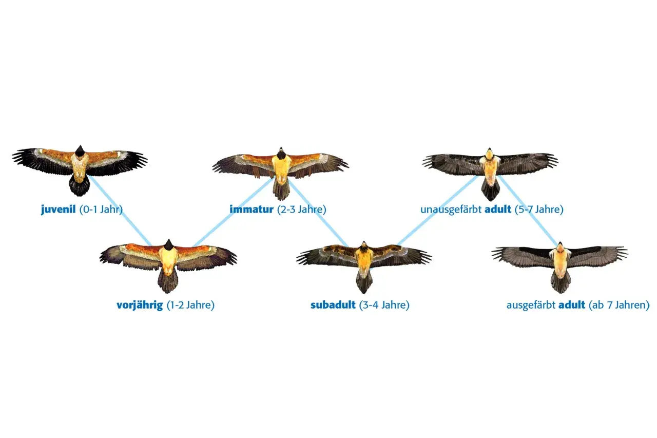 Entwicklung eines Greifvogels in Deutschland: von Jungvogel bis ausgewachsenes Tier.