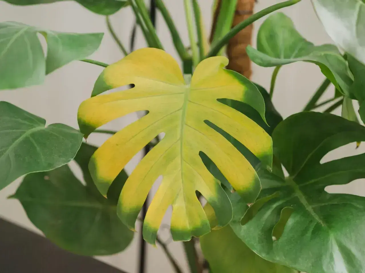 Monstera z żółknącym liściem, otoczona zielonymi liśćmi.