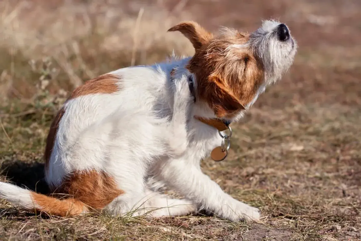 Un cane che si gratta e mordicchia con la zampa, forse infastidito da un insetto o da un prurito.