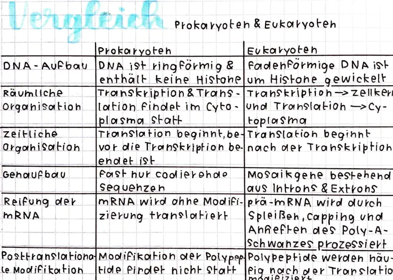 Vergleich von Prokaryoten und Eukaryoten: Unterschiede bei DNA, Organisation und Prozessen.