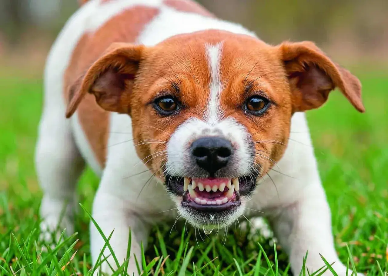 Ein Hund knurrt, zeigt Zähne und sabbert. Vielleicht fragst du dich, warum knurrt mein Hund andere Hunde an?