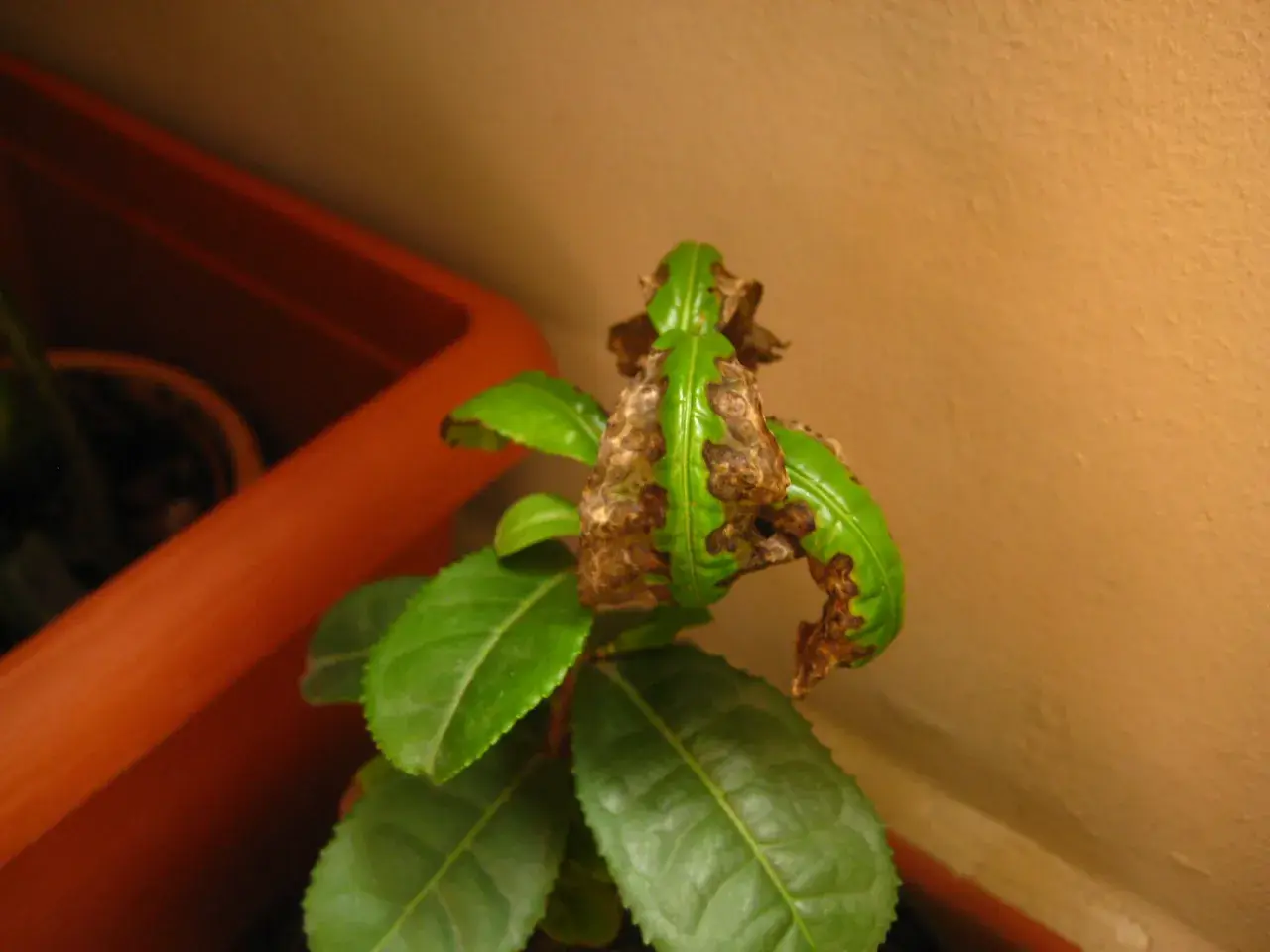 Foglie di camelia con macchie marroni e secche, indicative di malattie della camelia. Immagini che mostrano i sintomi.