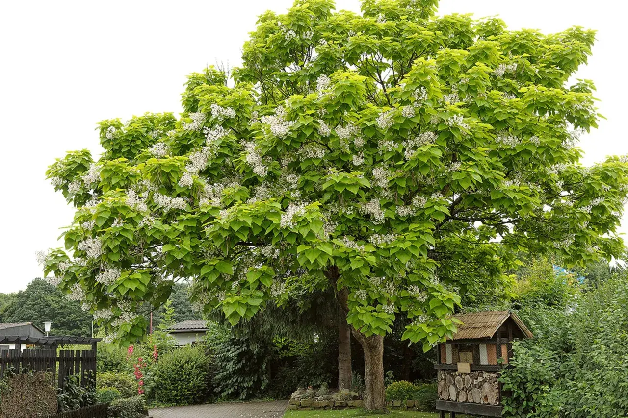 Ein blühender Trompetenbaum, giftig für Haustiere, mit üppigem grünen Laub und weißen Blütenrispen. Im Hintergrund ein Garten mit Holzhütte.