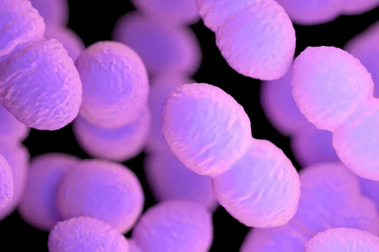 Ingrandimento di batteri rotondi e viola, alcuni in coppia, simili a enterococcus faecalis.