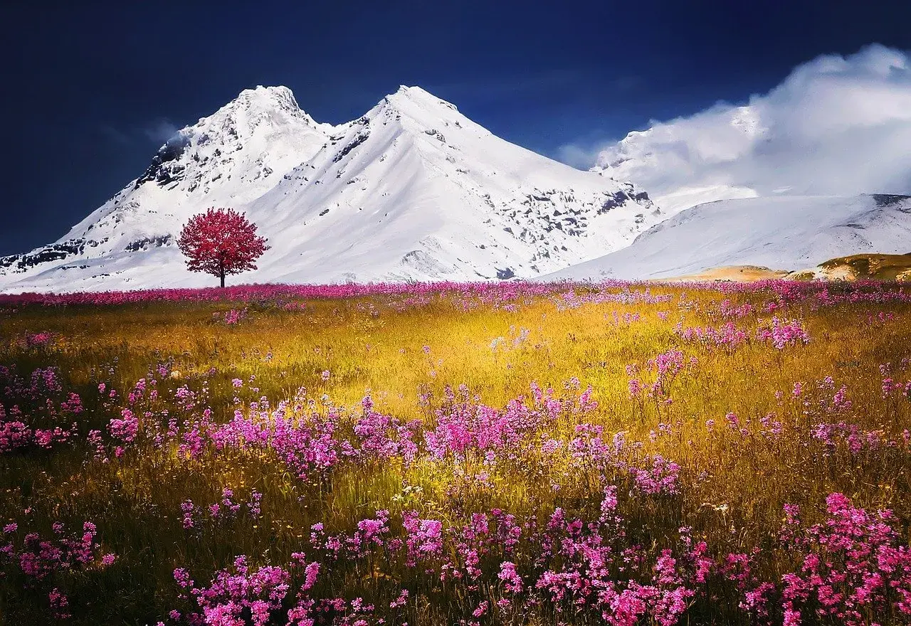 Un singolo albero rosso spicca in un prato fiorito di rosa, con ampie vedute di montagne innevate sotto un cielo blu intenso.