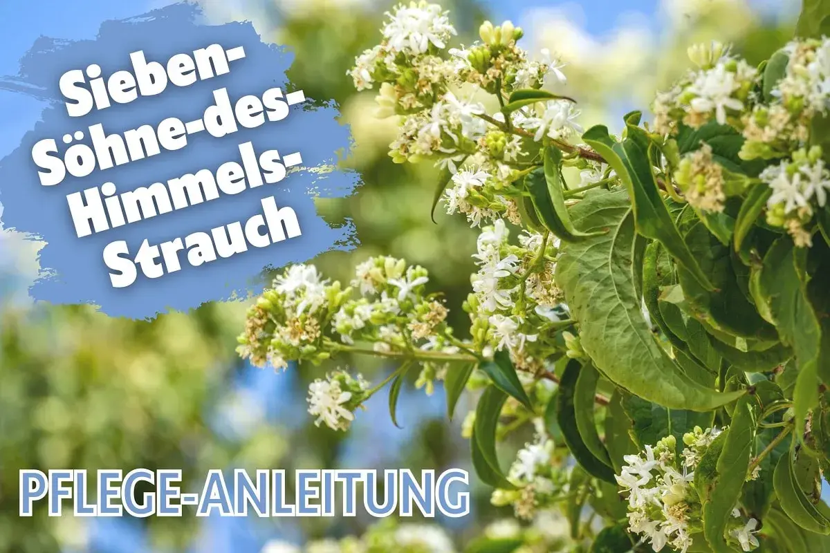 Der Sieben-Söhne-des-Himmels-Strauch (Heptacodium miconioides) blüht üppig. Pflegeanleitung für diese Schönheit.