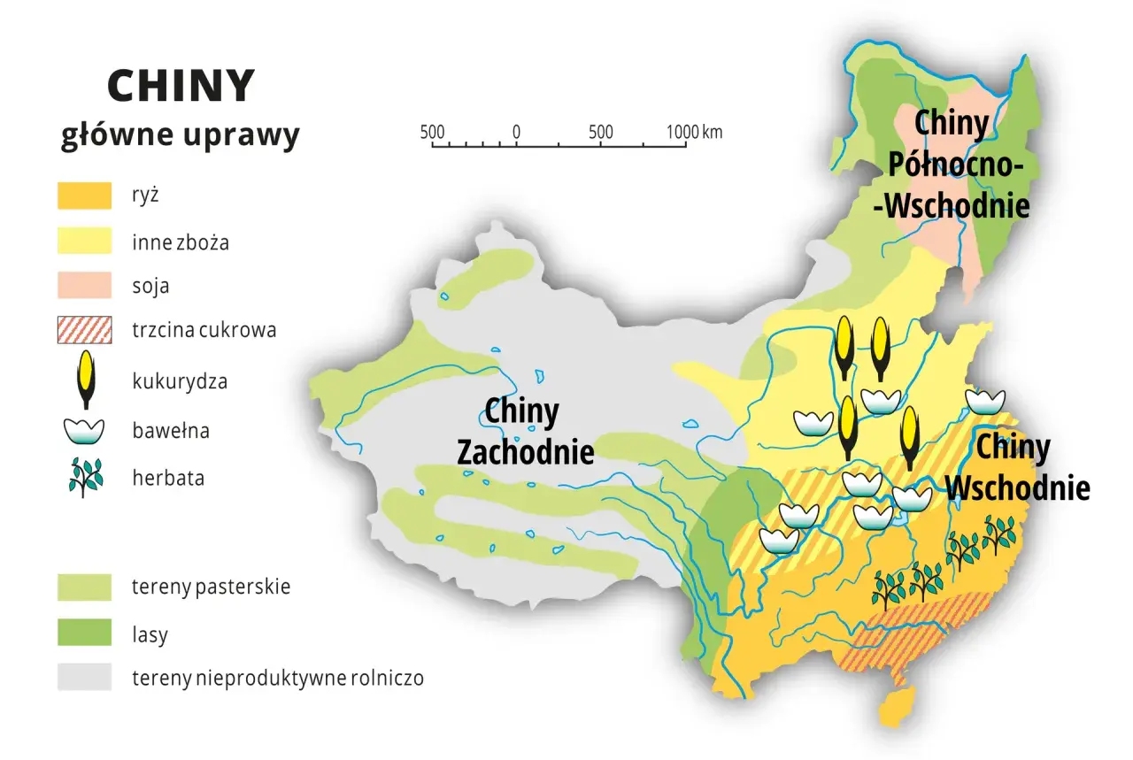 Mapa pokazuje główne uprawy w Chinach, gdzie leżą pola ryżu, kukurydzy, soi i bawełny.