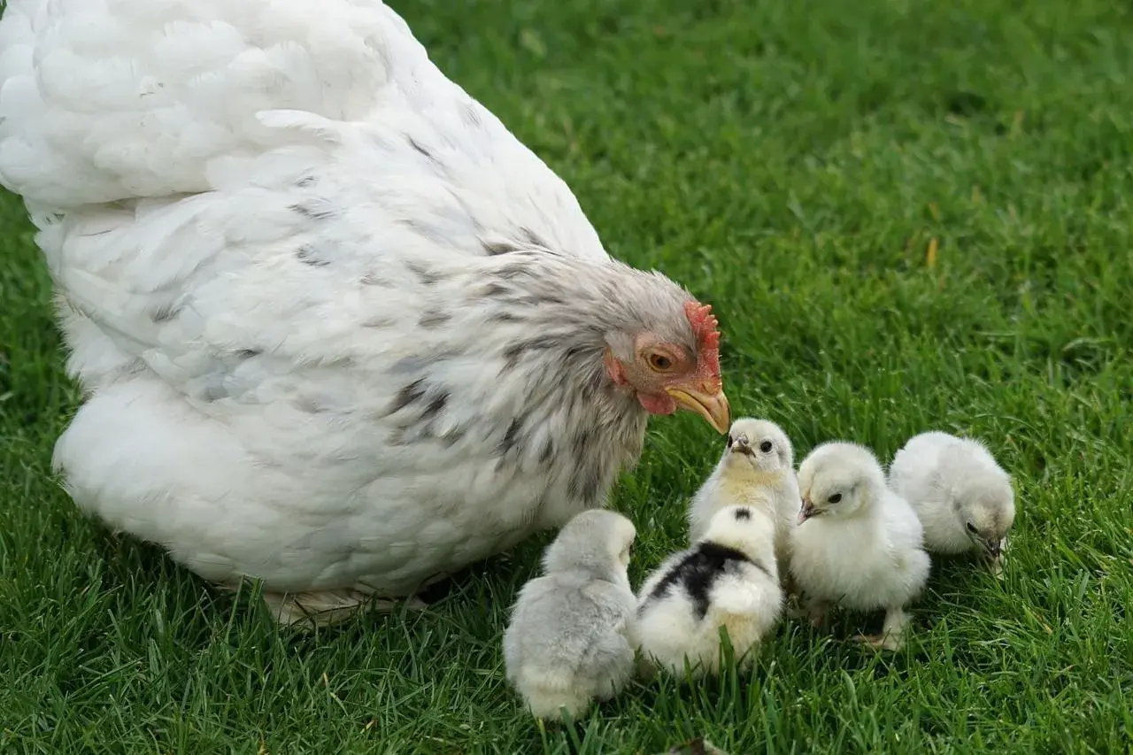 Una gallina blanca cuida a sus polluelos en la hierba. Es como soñar con gallinas, una escena tierna y pacífica.