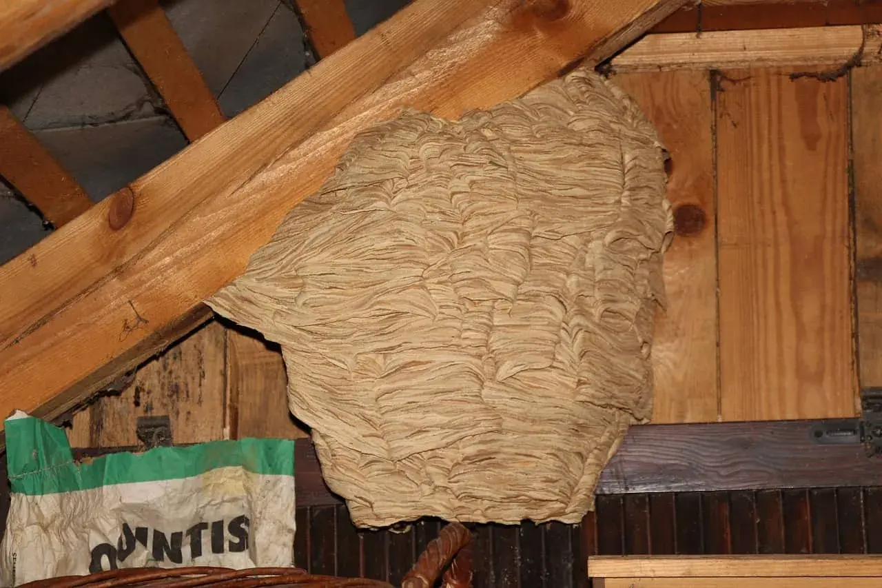 Gros nid de frelons dans un grenier, prêt à être détruit.