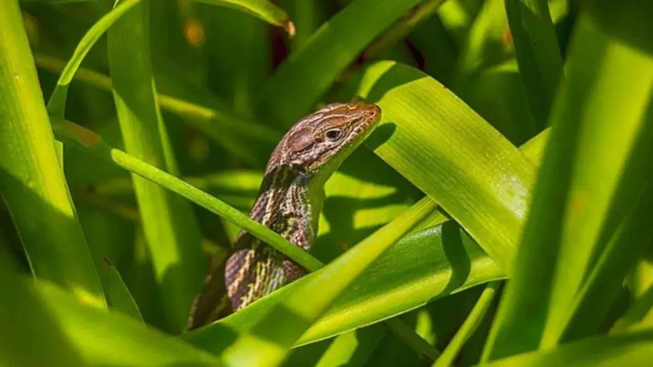 Lagartija bebé entre hojas verdes, curiosa por saber qué comen las lagartijas bebés.