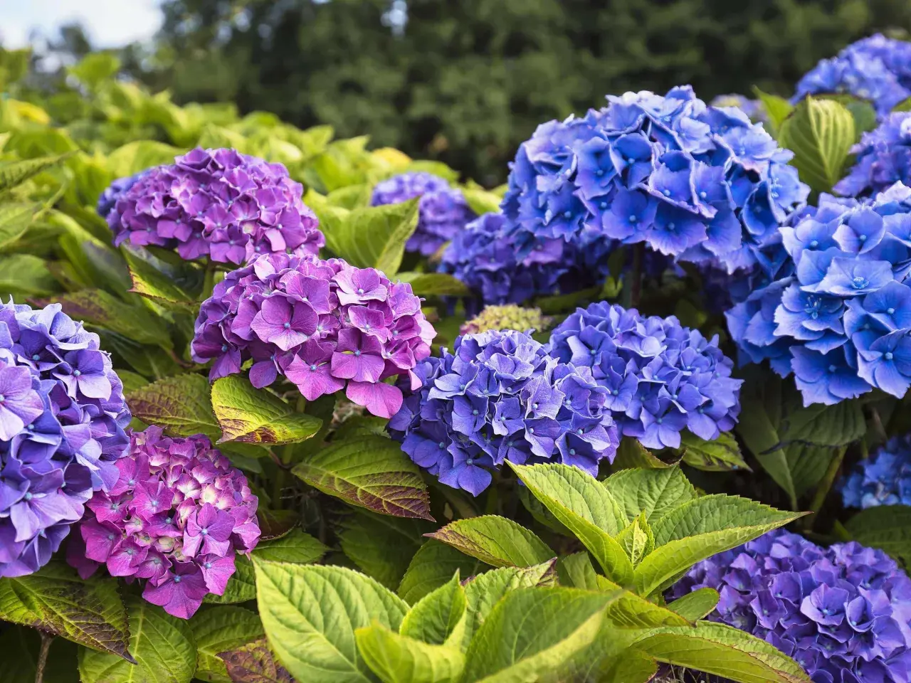 Prächtige blaue und violette Hortensienblüten mit grünen Blättern. Die richtige Hortensien Pflege sorgt für diese Farbenpracht.