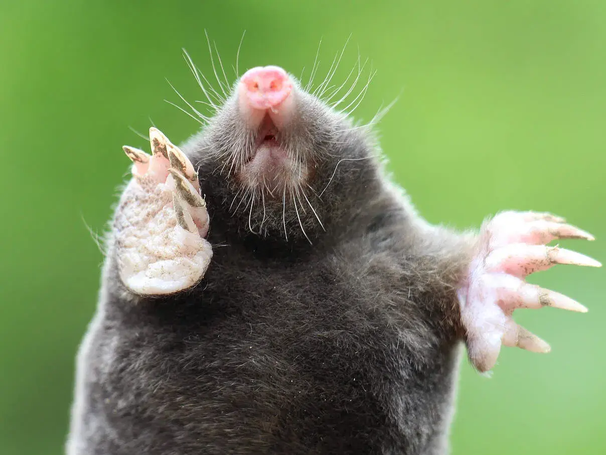 Ein Maulwurf stirbt bei Tageslicht. Seine Pfoten sind nach oben gerichtet, die Krallen scharf.
