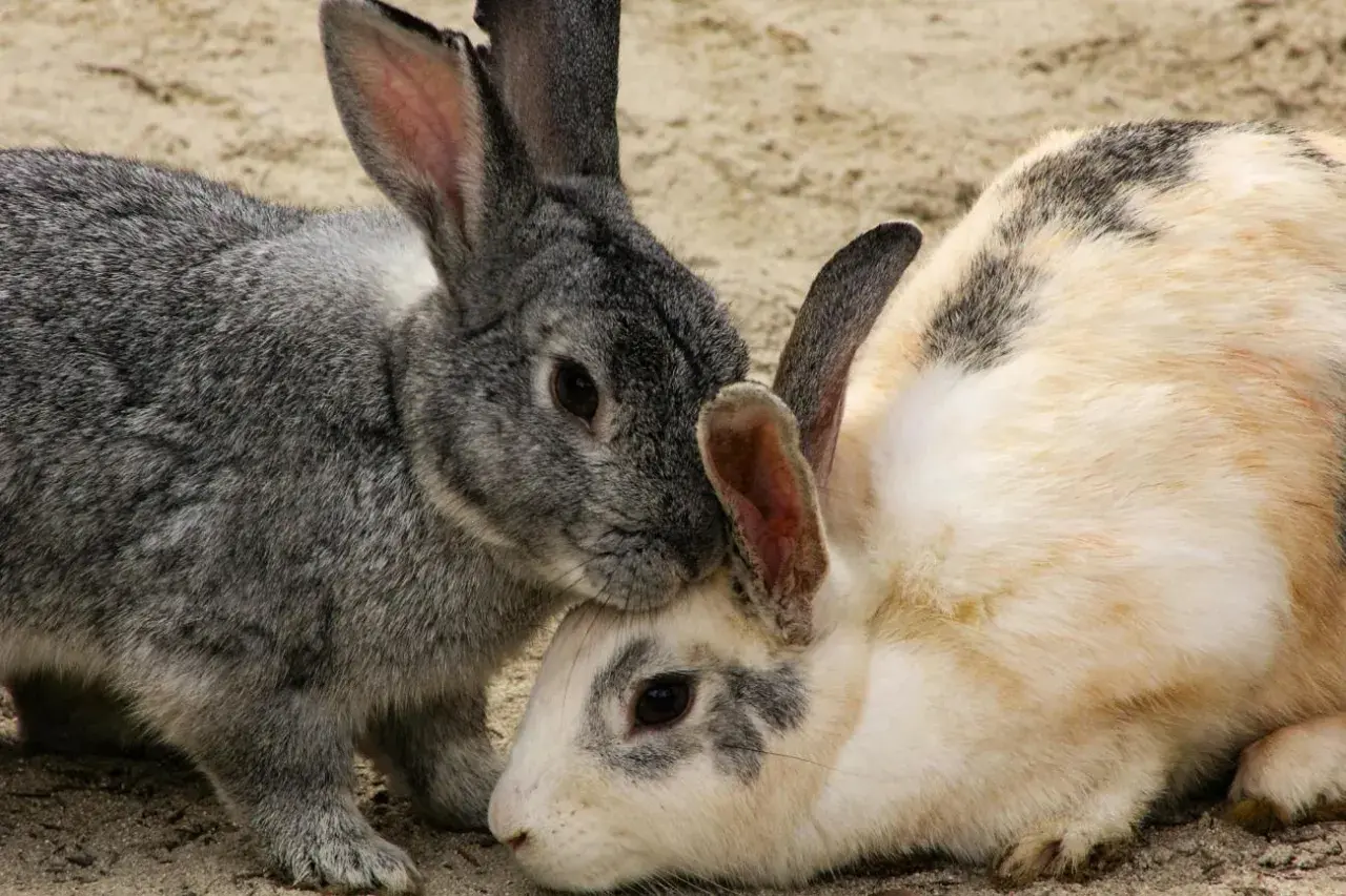 Dos conejos, uno gris y otro blanco con manchas, se acurrucan. Aunque no se ven enfermedades de conejos a humanos, la cercanía es tierna.