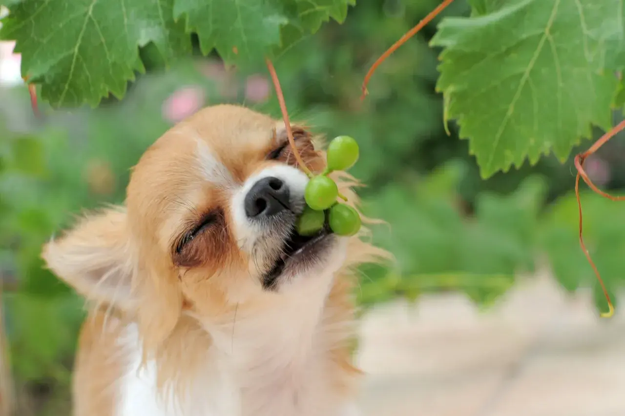 Chihuahua z winogronami w pyszczku. Czy pies może jeść winogrona? To pytanie zadaje sobie wielu właścicieli.