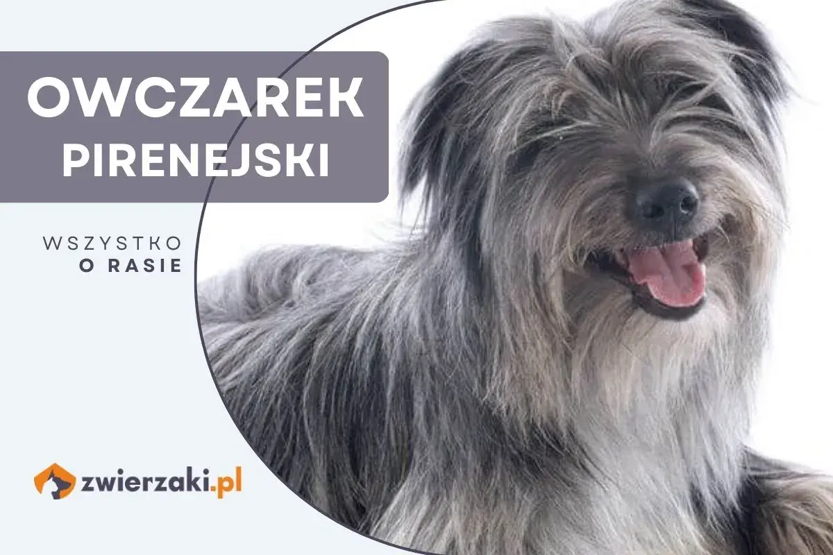 Uśmiechnięty owczarek pirenejski z długą, szarą sierścią.