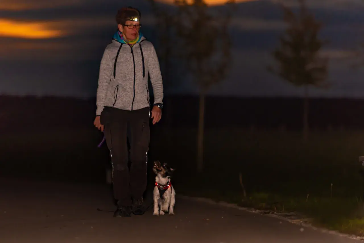 A woman with a headlamp walks her dog at dusk. The dog, wearing a reflective harness, looks up at her, proving that dogs can see in the dark.